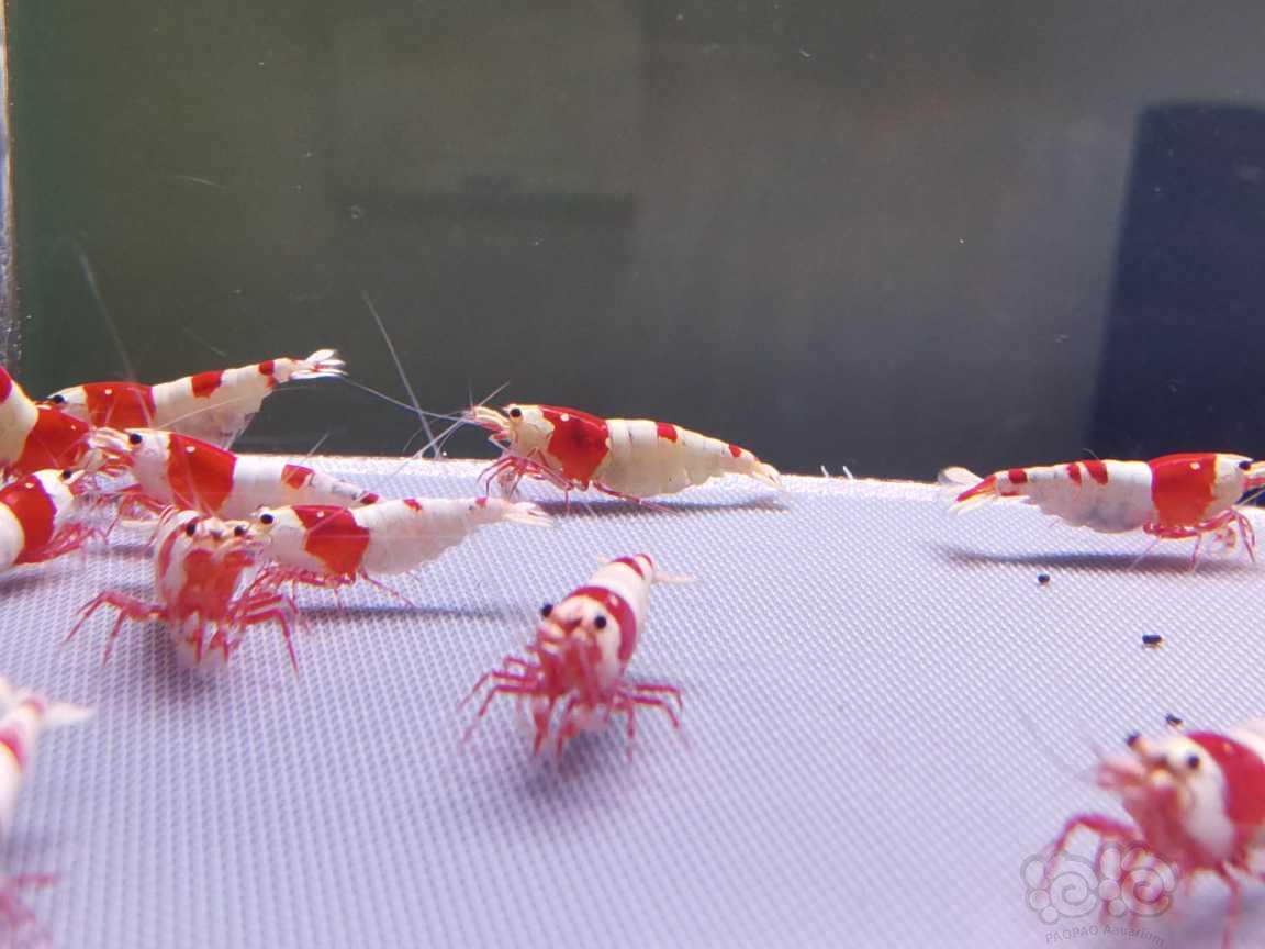 【虾】2023－04－06＃RMB拍卖红白水晶虾110只-图2