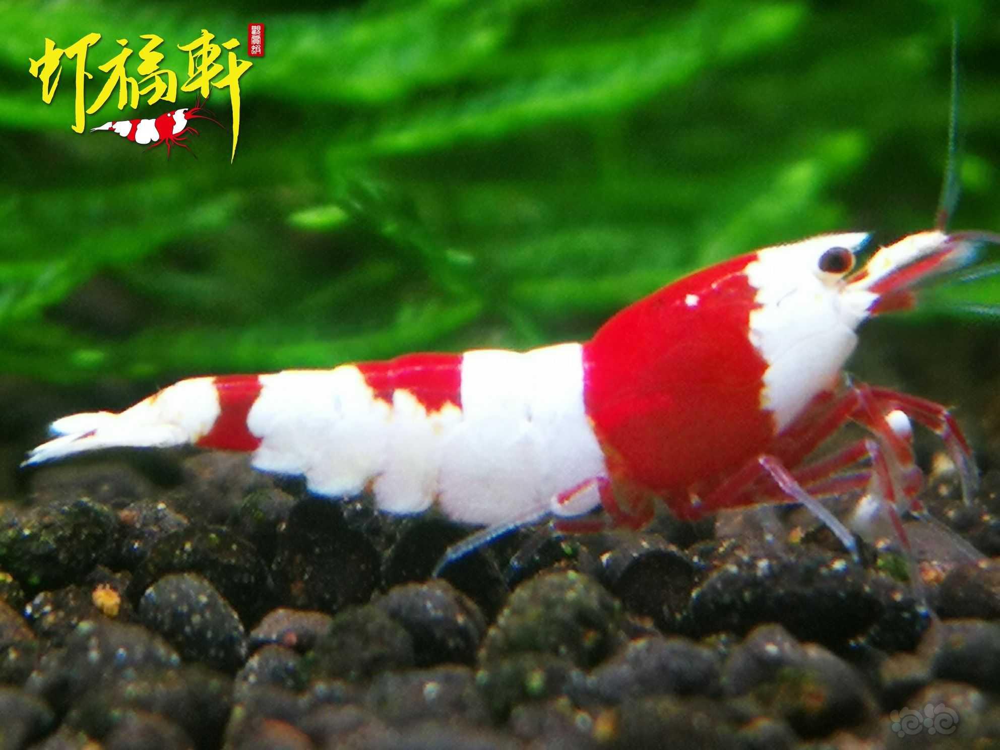【虾】2023-04-19#RMB拍卖#红白丸子6只-图5