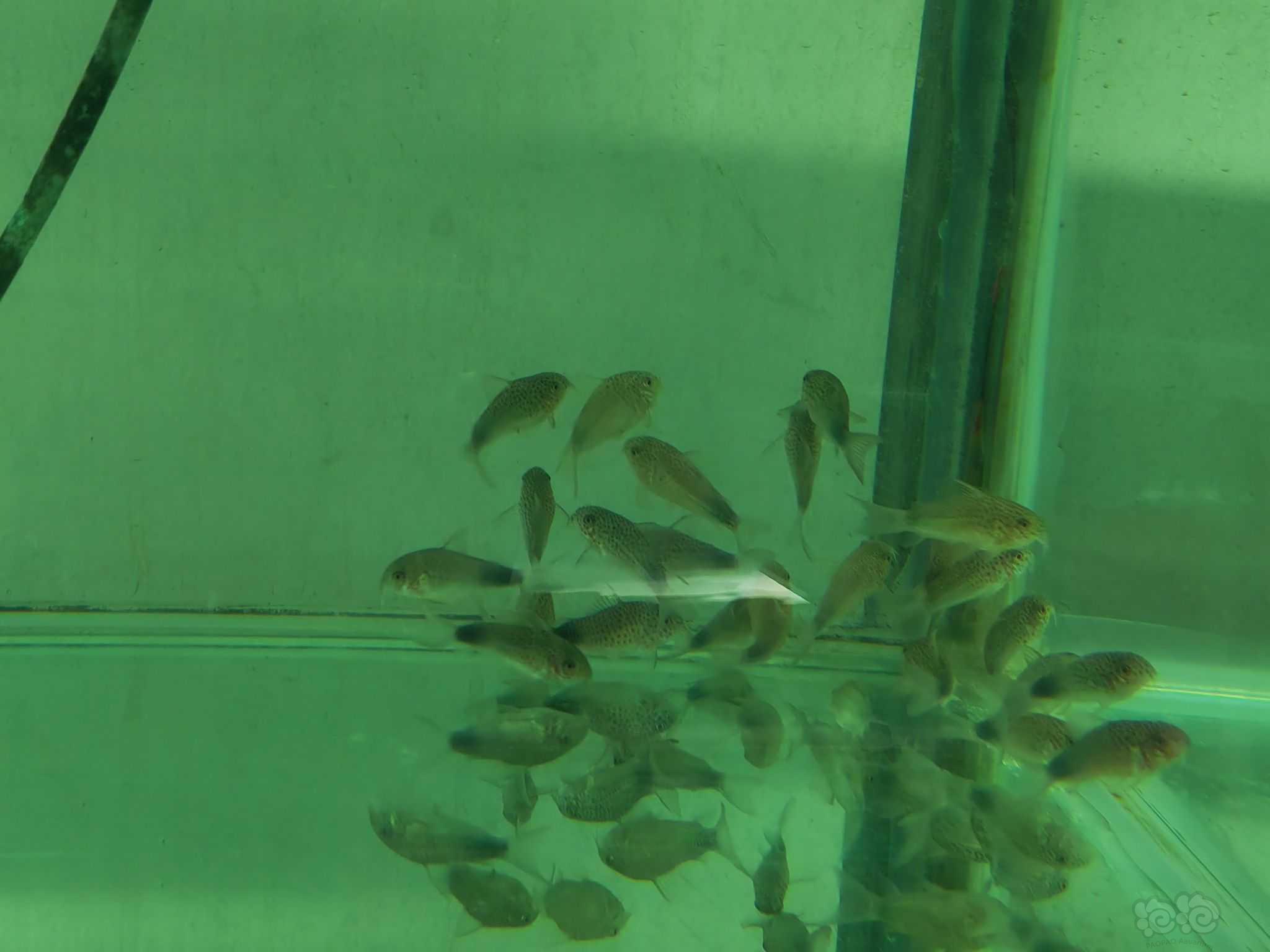 紫罗兰鼠鱼、黑金红头鼠鱼-图2