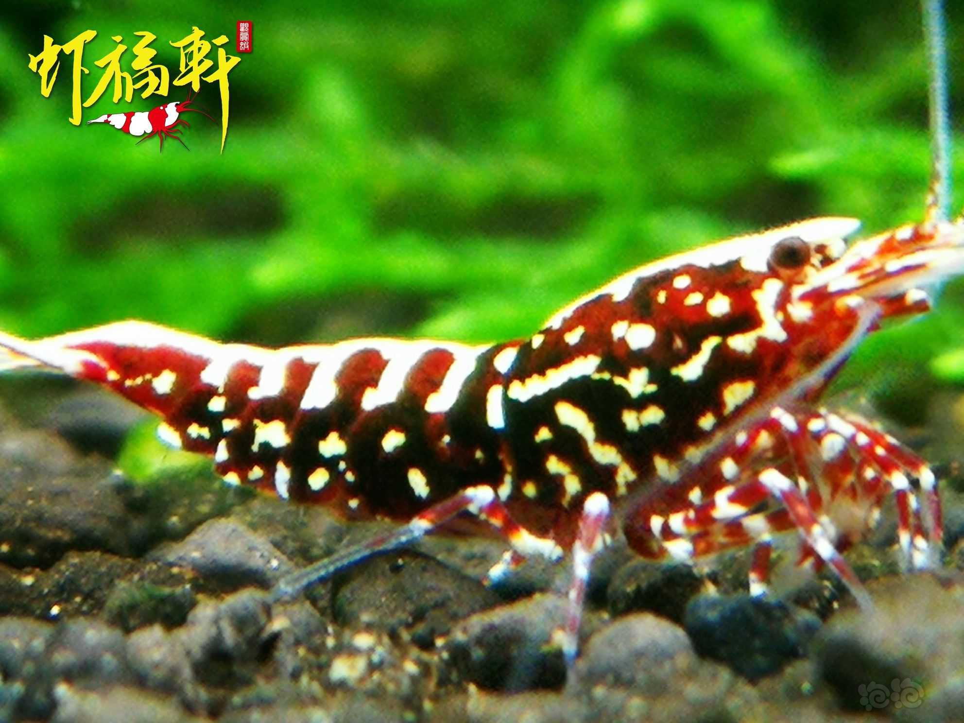 【虾】2023-04-23#RMB拍卖#深红银河雪花2只-图1