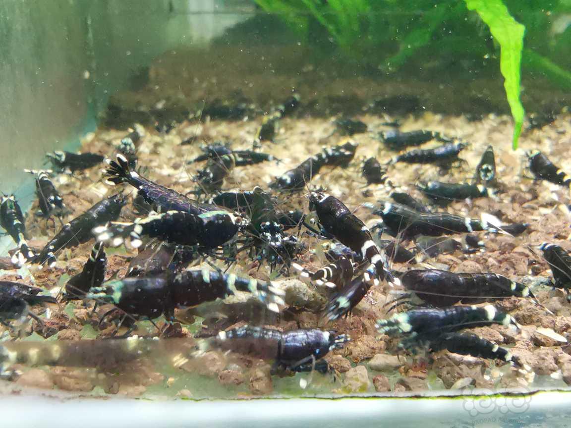 【水晶虾】哈尔滨出火山系统蓝化黑金刚，金属紫-图6