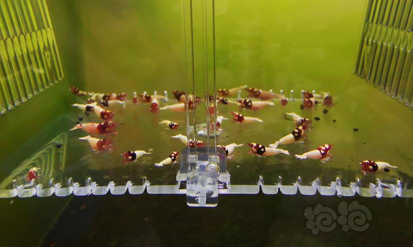 【虾】2023-04-06#RMB拍卖红洞头一组40只-图2