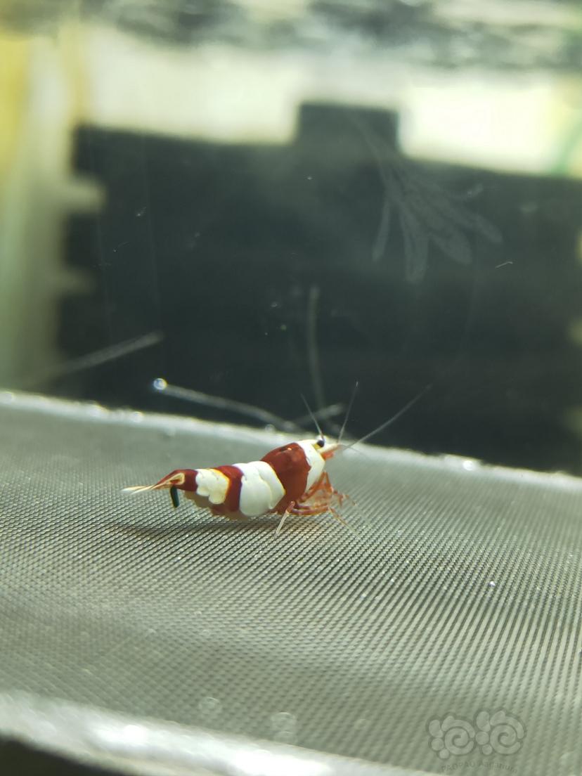 【水晶虾】红白水晶虾-图2