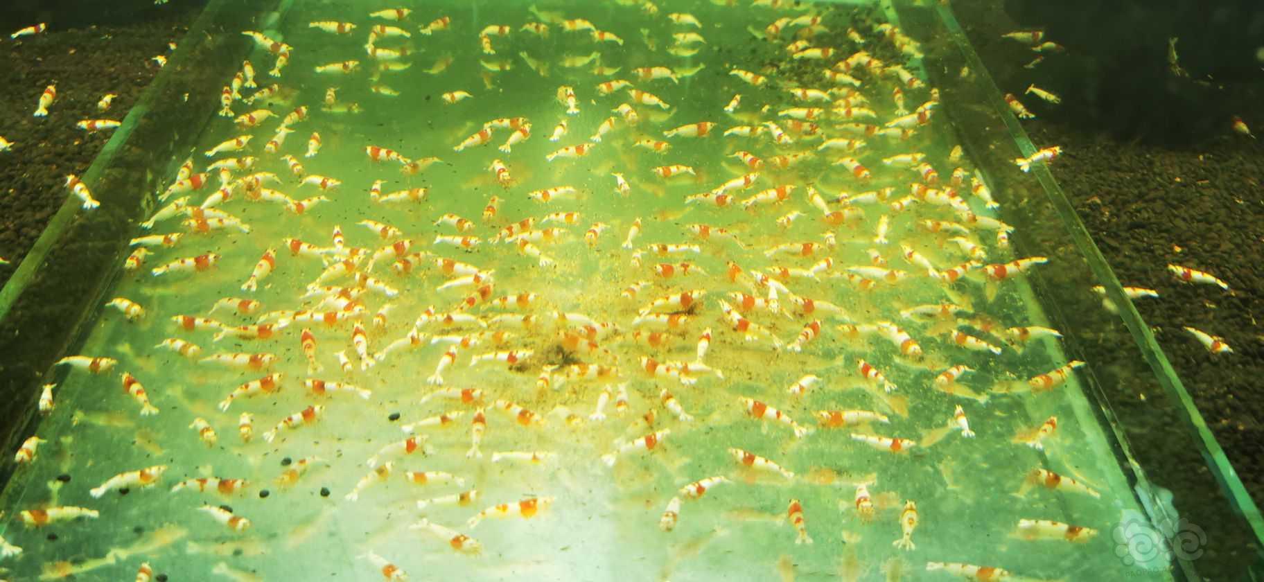 【水晶虾】出售红白母虾母虾母虾-图2