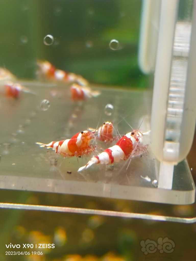 【水晶虾】【出售】纯血红白繁殖组15母5公
【份数】一份20只-图5