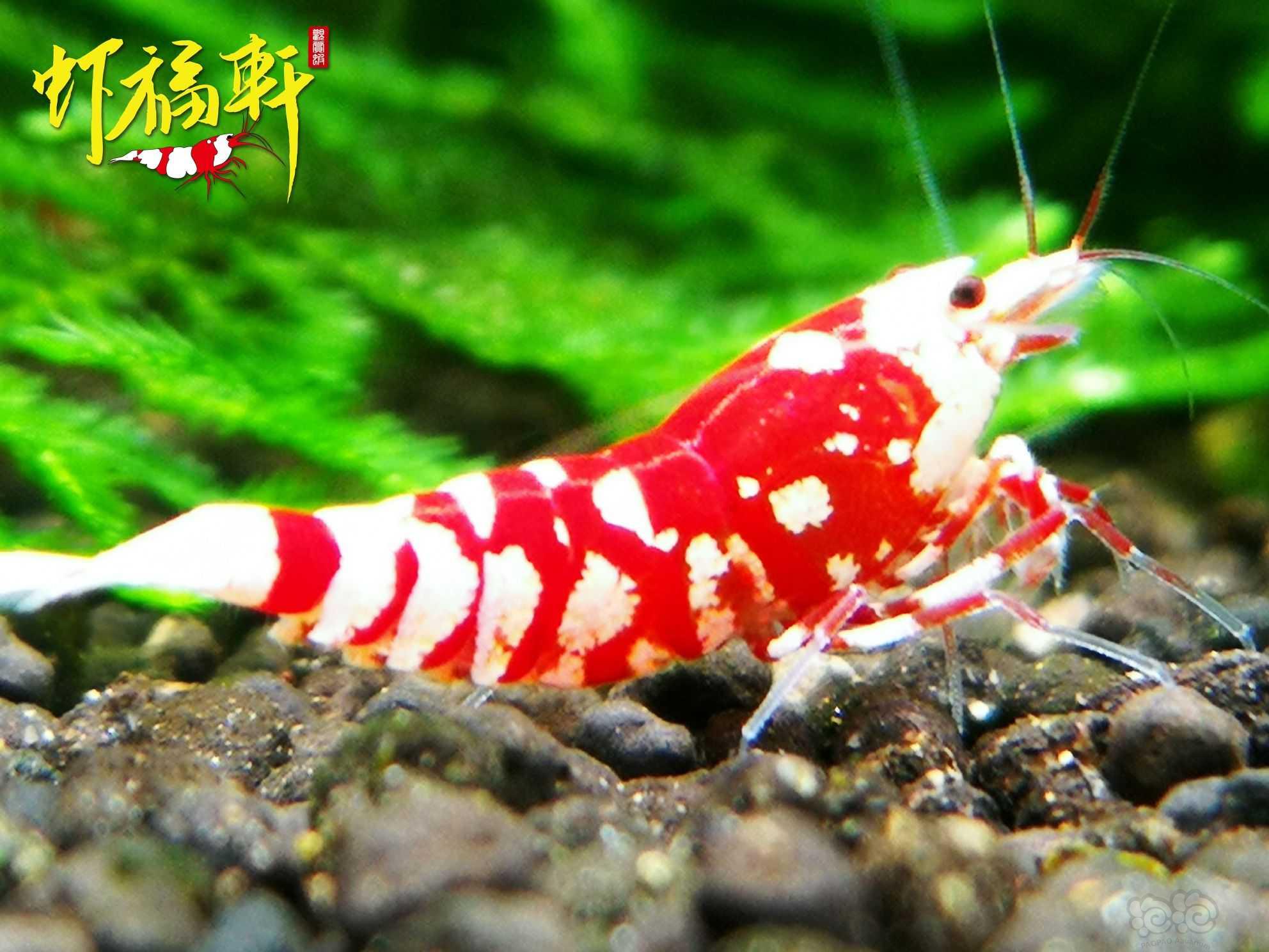 【虾】2023-04-20#RMB拍卖#优质红花虎2只-图4