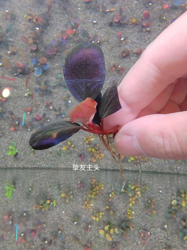 【水草】2023-04-18#RMB拍卖# 组合5颗辣椒榕-图1