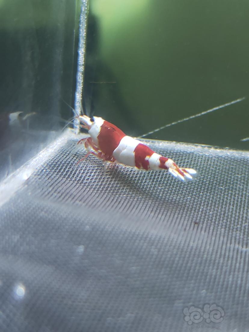 【水晶虾】红白水晶虾种公-图3