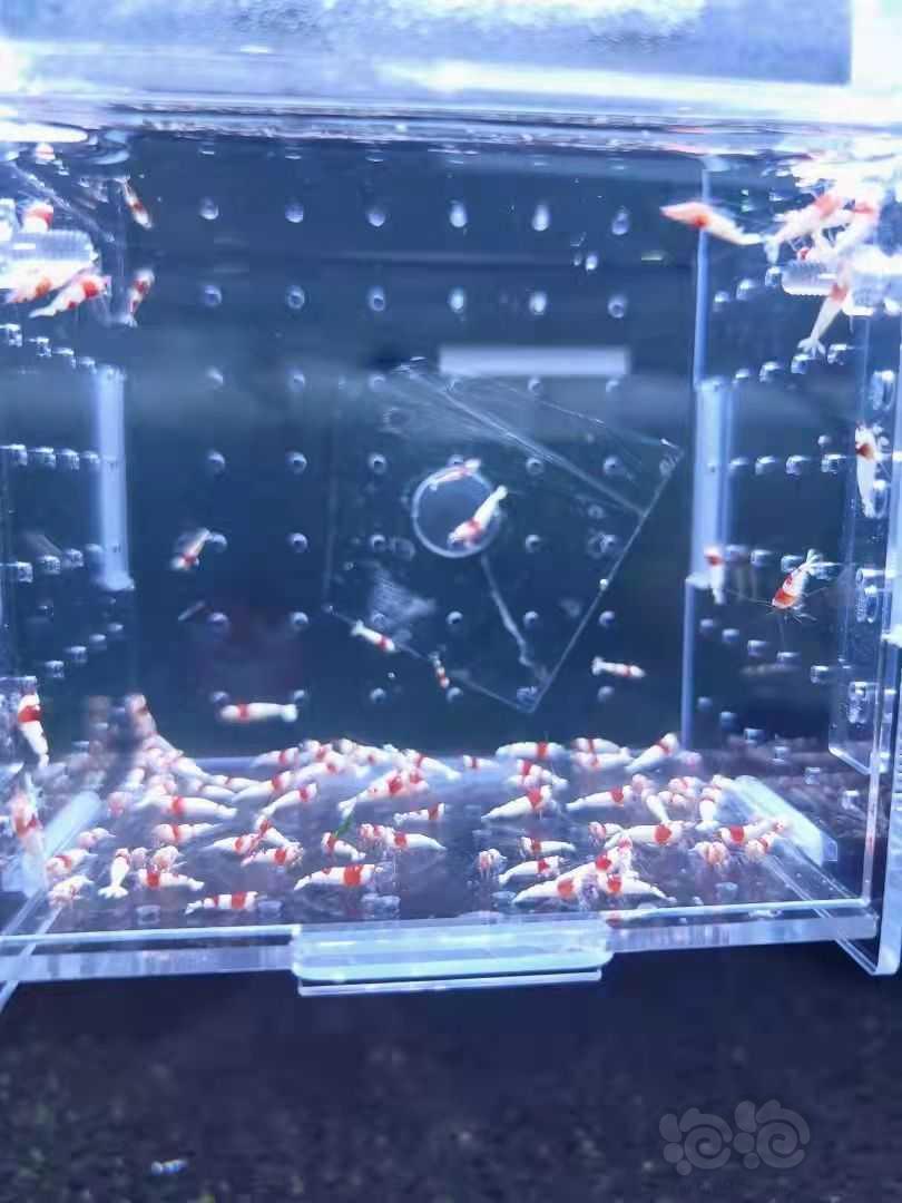 【虾】2023-4-14#RMB拍卖红白水晶虾大苗子-图2