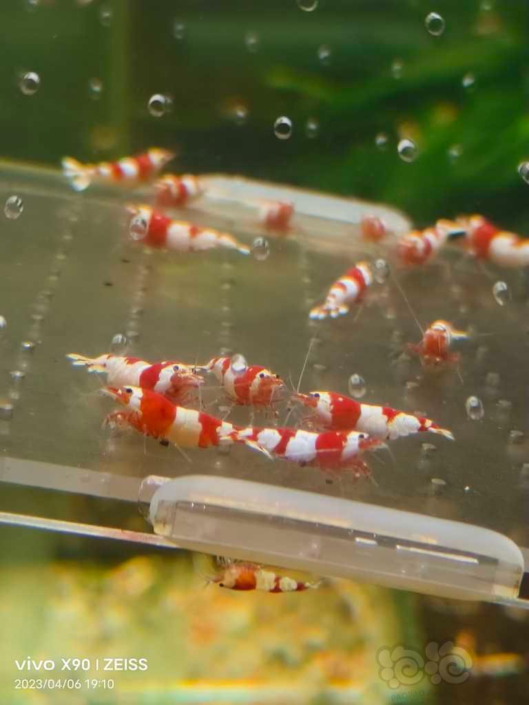 【水晶虾】【出售】纯血红白繁殖组15母5公
【份数】一份20只-图6