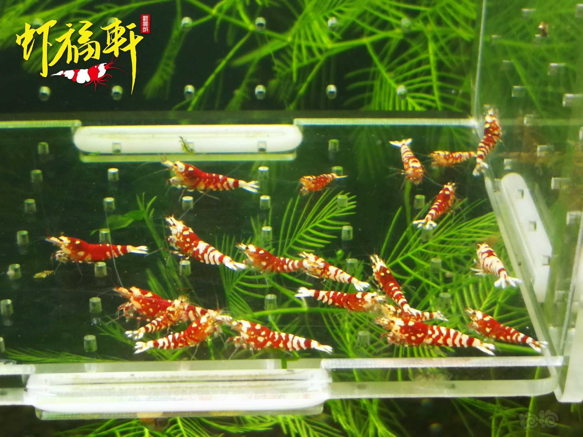 【虾】2023-04-17#RMB拍卖#红花虎苗20只-图3