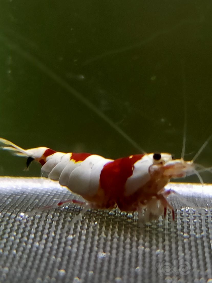 【水晶虾】红白水晶虾-图6