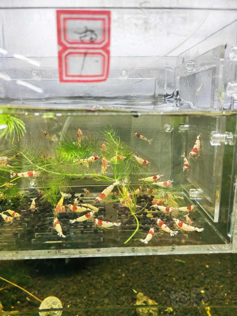 【虾】2023-04-4#RMB拍红白成虾60只-图1
