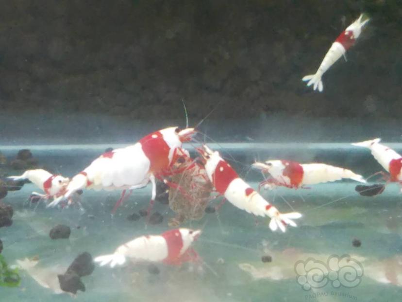 【水晶虾】出红白苗-图3