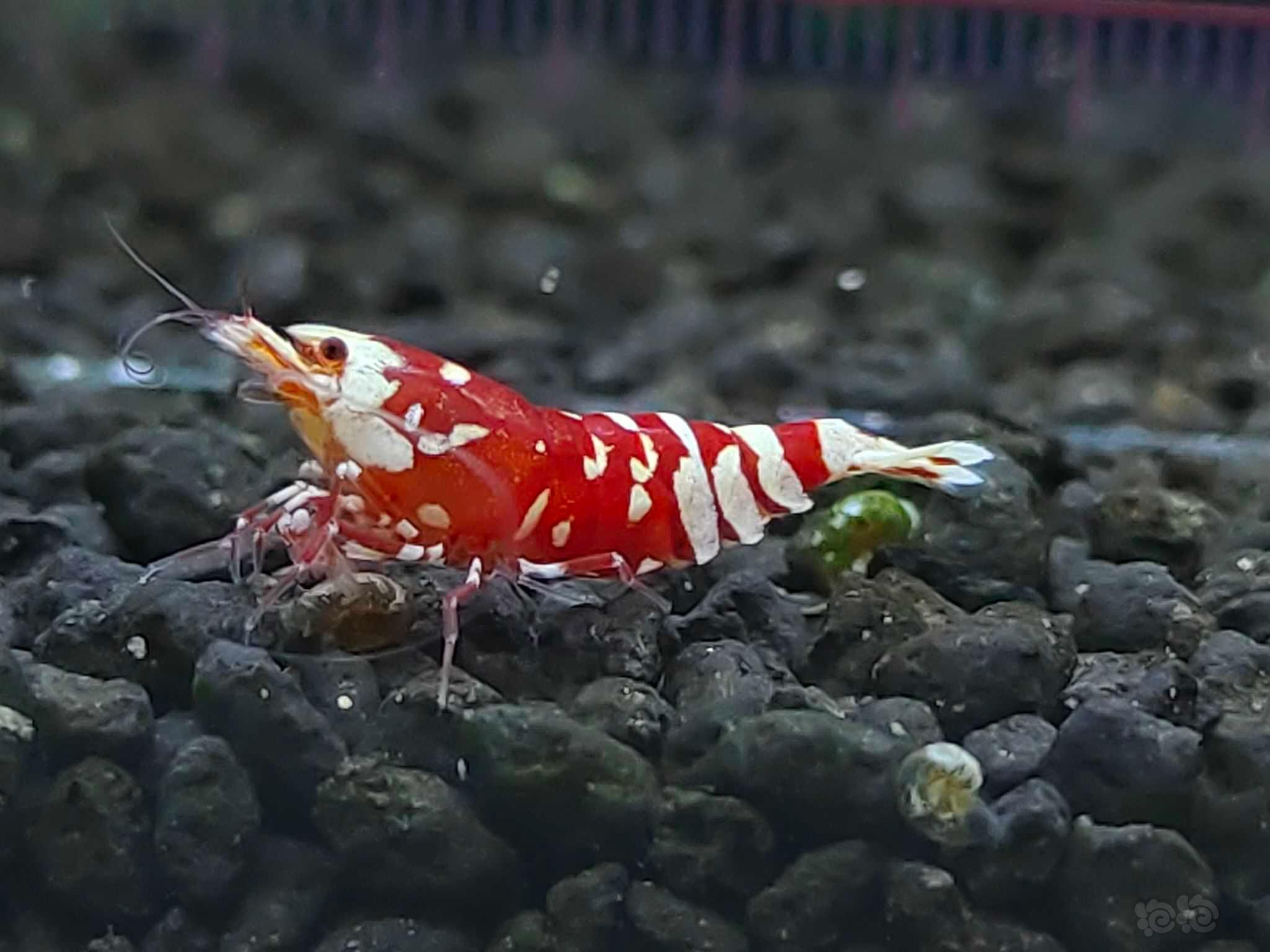 【水晶虾】出红花虎-图4