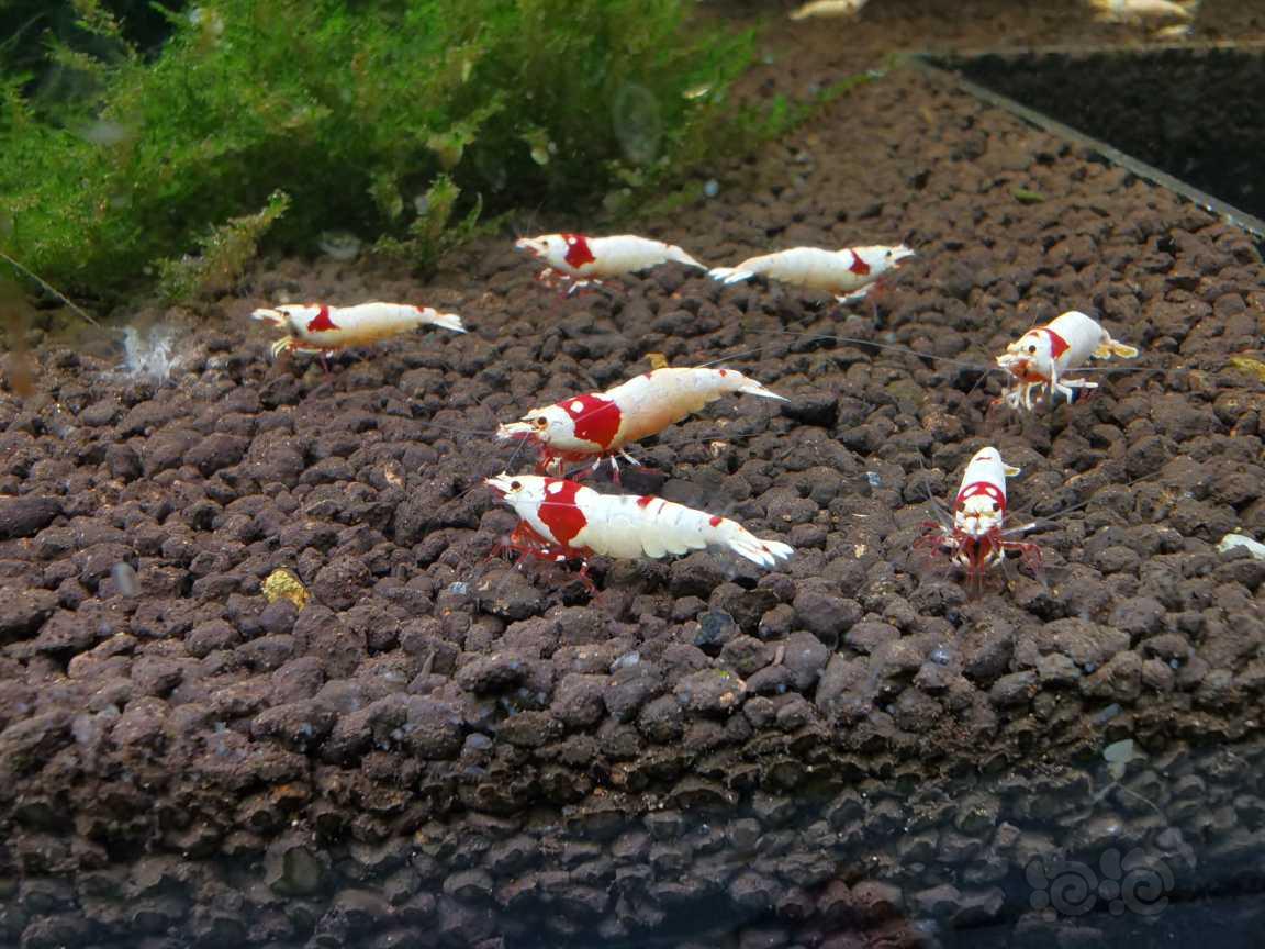 【水晶虾】出红白纯血水晶虾-图9