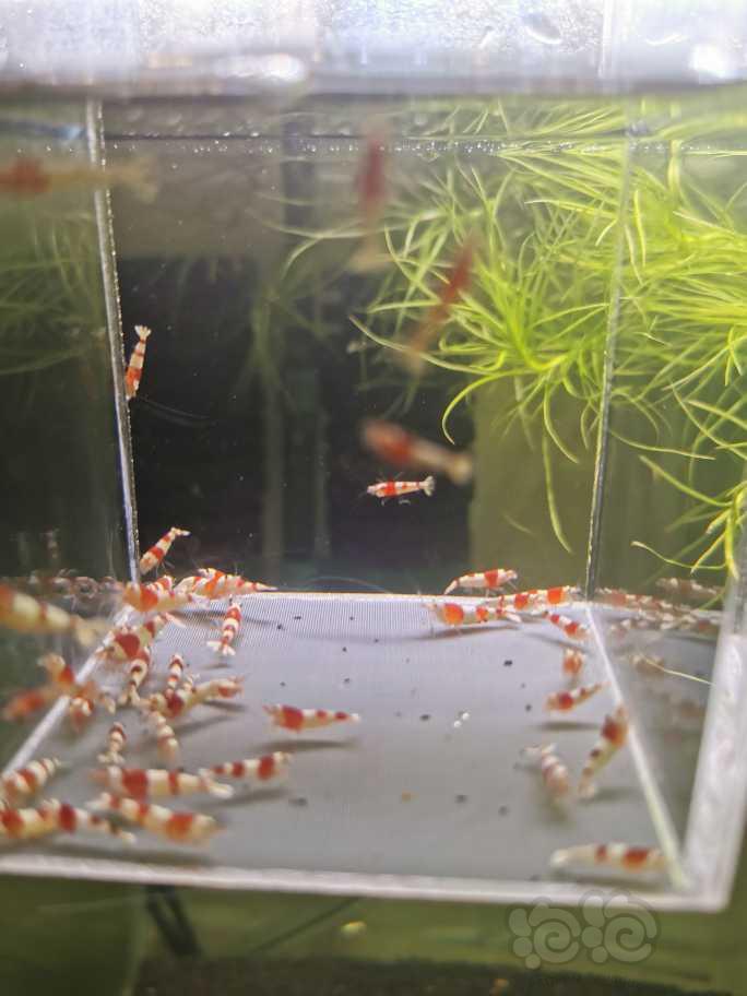 【虾】2023-04-21#RMB拍卖红白水晶虾40只-图4