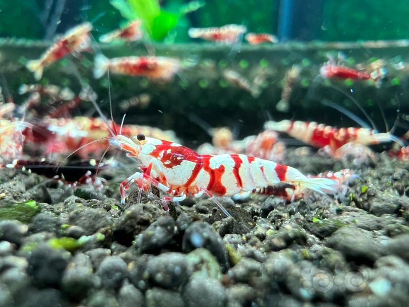 【虾】2023-04-18#RMB拍卖红花虎母虾一份9只-图5