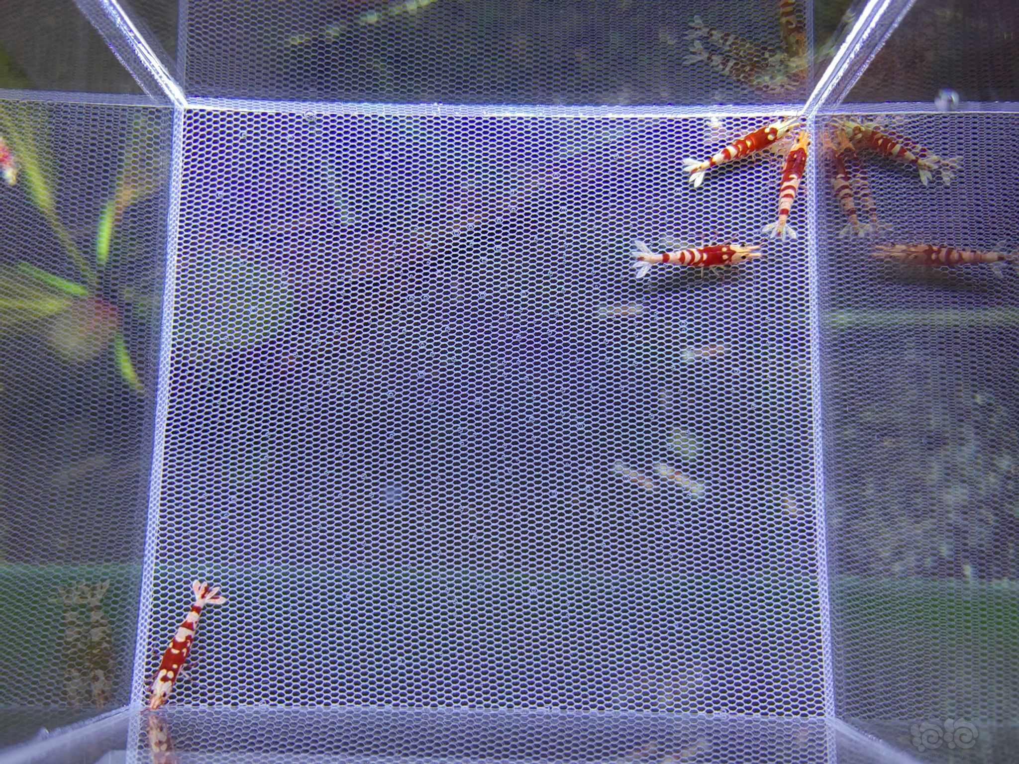【水晶虾】出（红银河、红花虎）各一组-图5