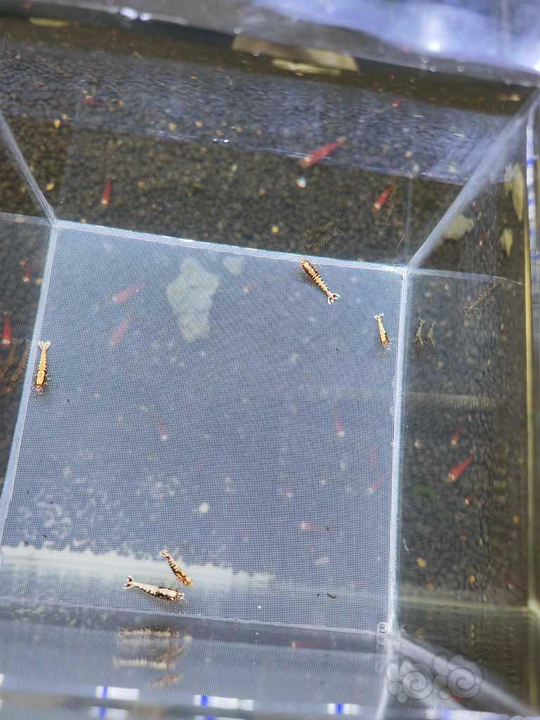 【虾】2023-04-16#RMB拍深红色红银苗子5只-图6