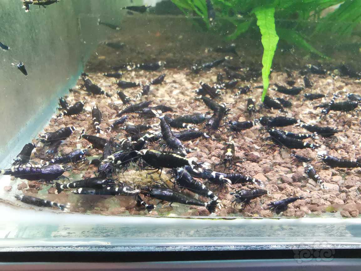 【水晶虾】哈尔滨出火山系统蓝化黑金刚，金属紫-图5