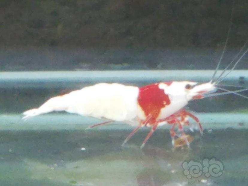 【水晶虾】出红白苗-图2
