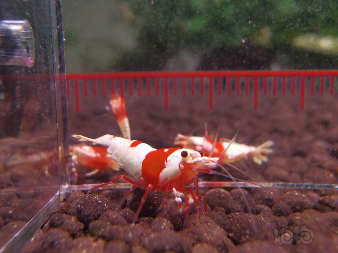 【虾】2023－04－06＃RMB拍卖红白水晶虾5只-图8