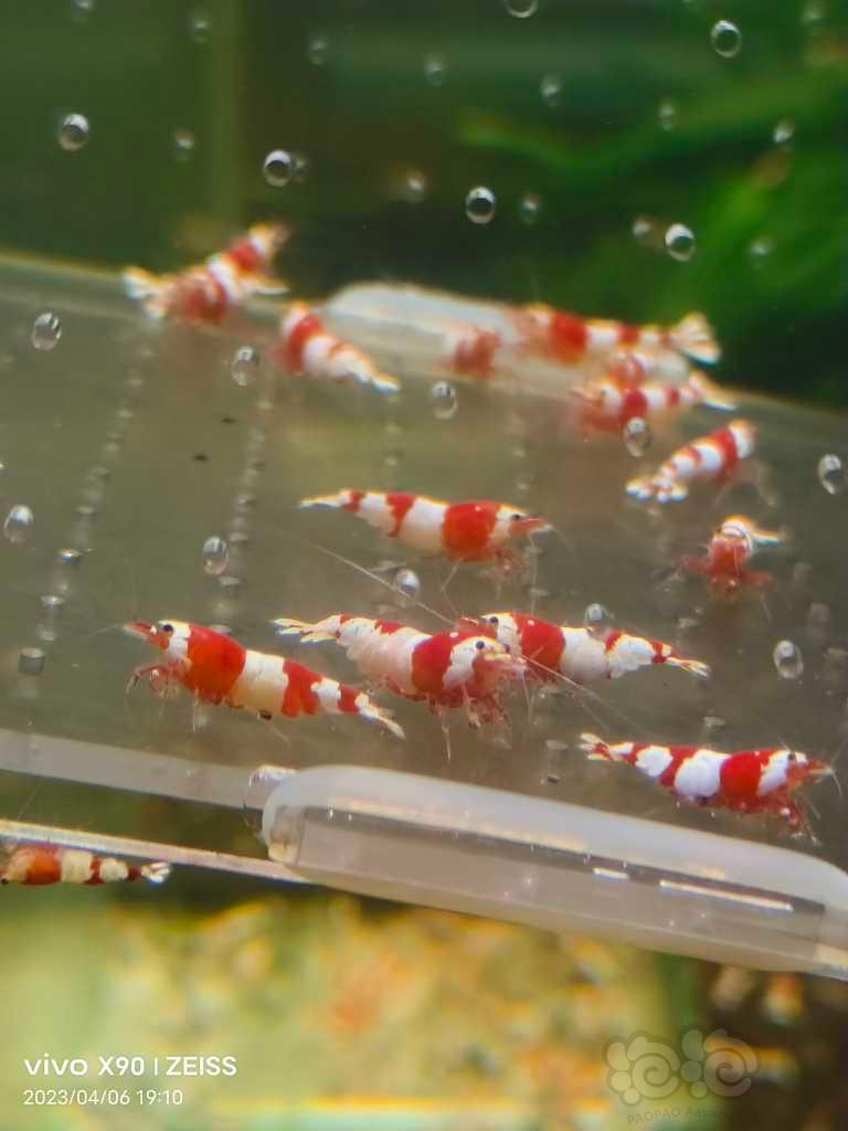 【水晶虾】【出售】纯血红白繁殖组15母5公
【份数】一份20只-图3