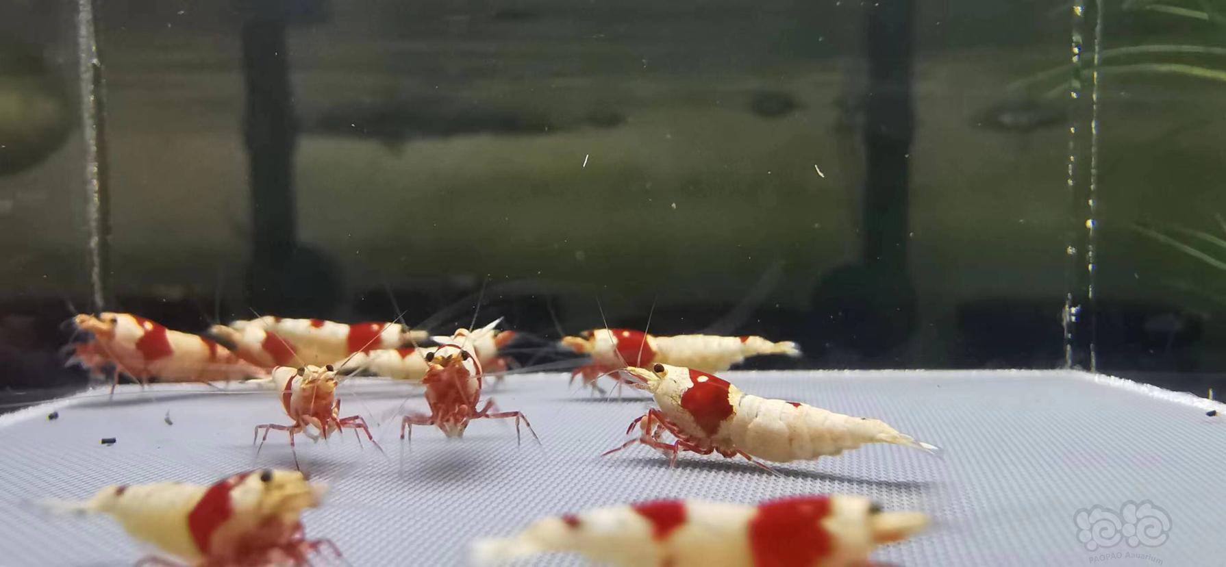 【虾】2023-04-11#RMB拍红白水晶虾繁殖组15只-图3