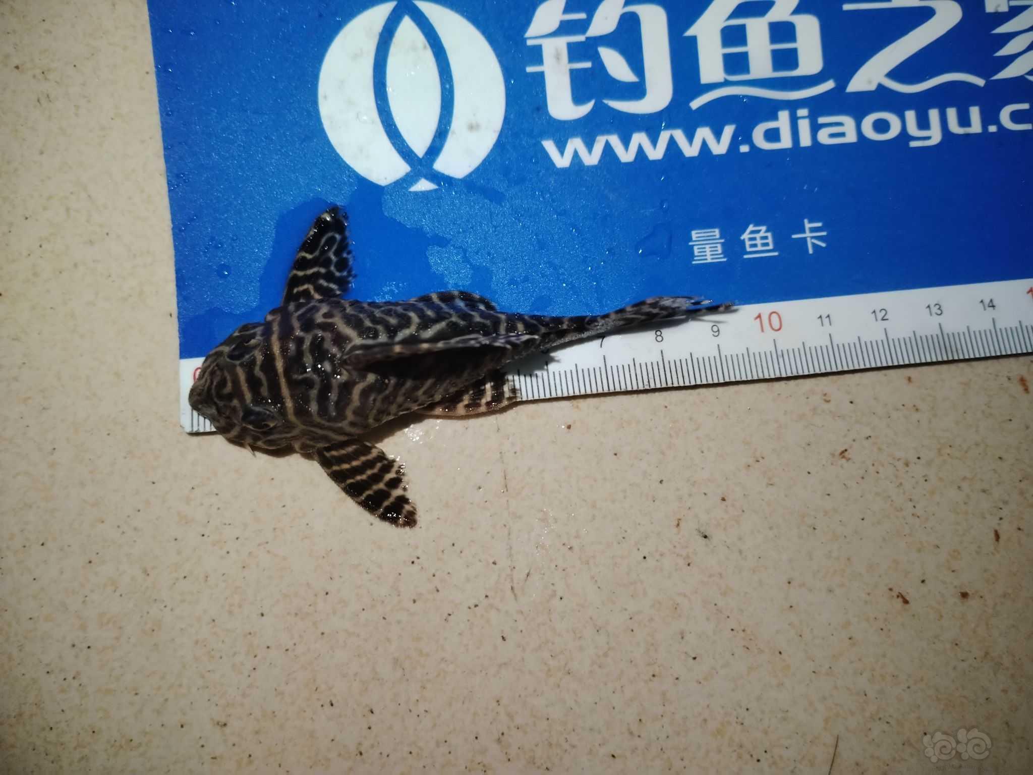 【出售】广州出L333帝王迷宫种鱼母。-图2