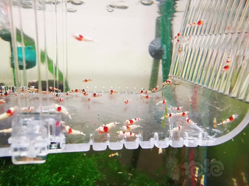 【虾】2023-04-26#RMB拍卖红白幼虾一组100只-图4