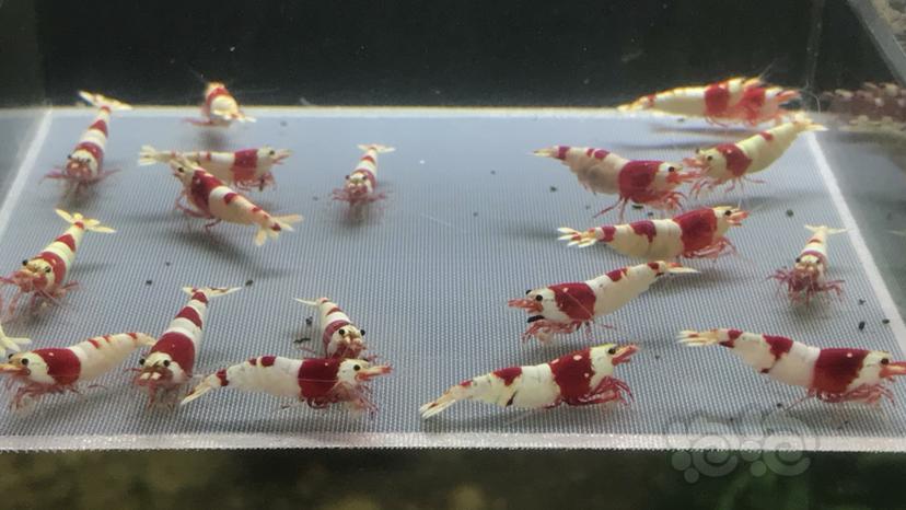 【水晶虾】出红白繁殖组-图2