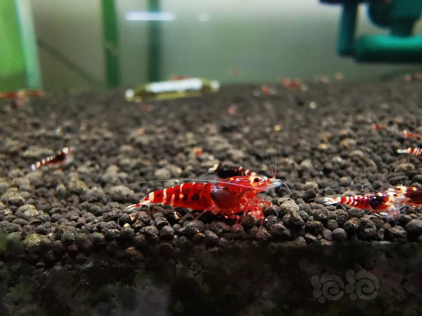 【虾】2023-04-05#RMB拍卖金属红幼虾一组6只-图4
