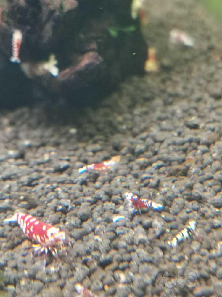 红花虎小虾有几只颜色挺深的-图4