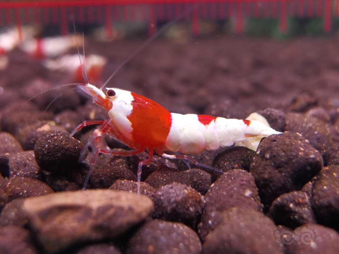 【水晶虾】长春出系统红白小虾-图7