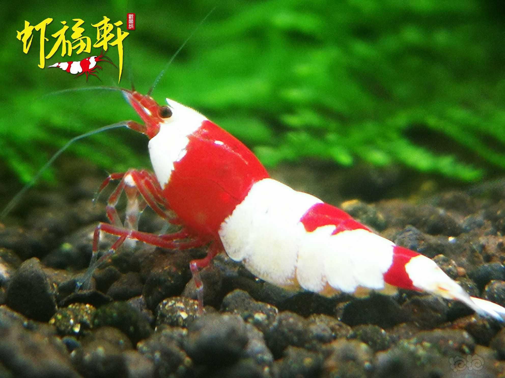 【虾】2023-04-19#RMB拍卖#红白丸子6只-图3