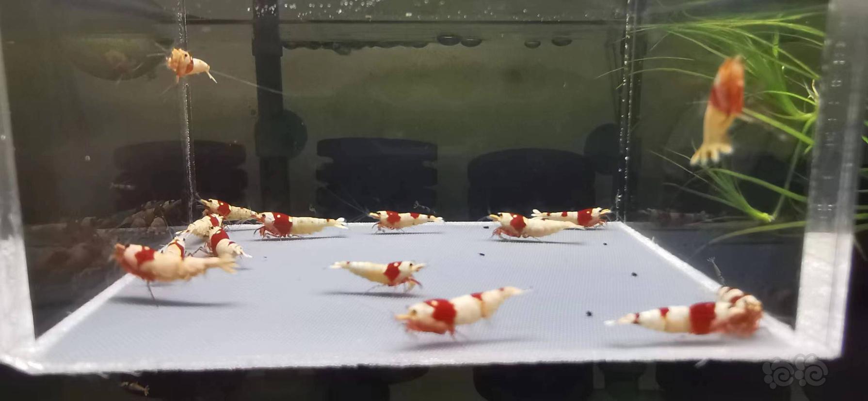 【虾】2023-04-11#RMB拍红白水晶虾繁殖组15只-图5