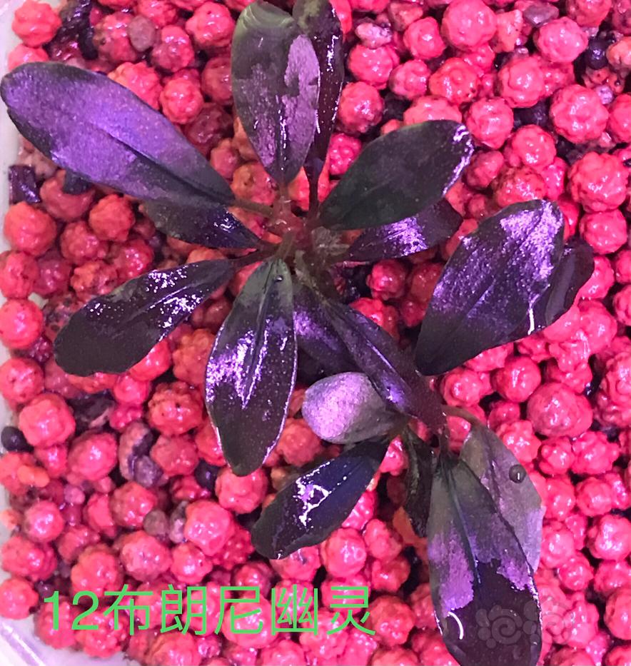 水上养殖的辣椒榕和水榕-图6