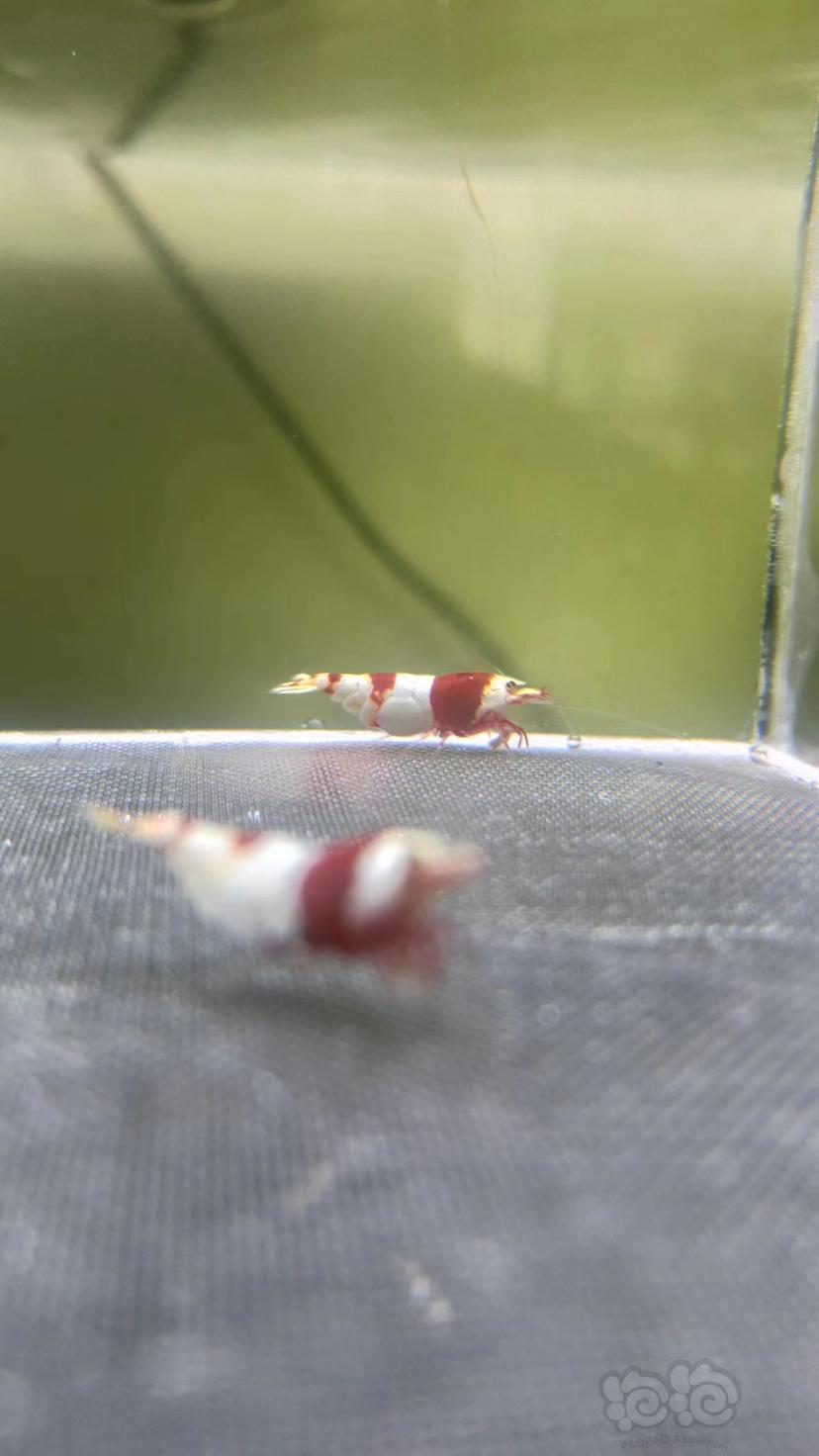 【水晶虾】苦咖啡血统红白水晶虾-图1