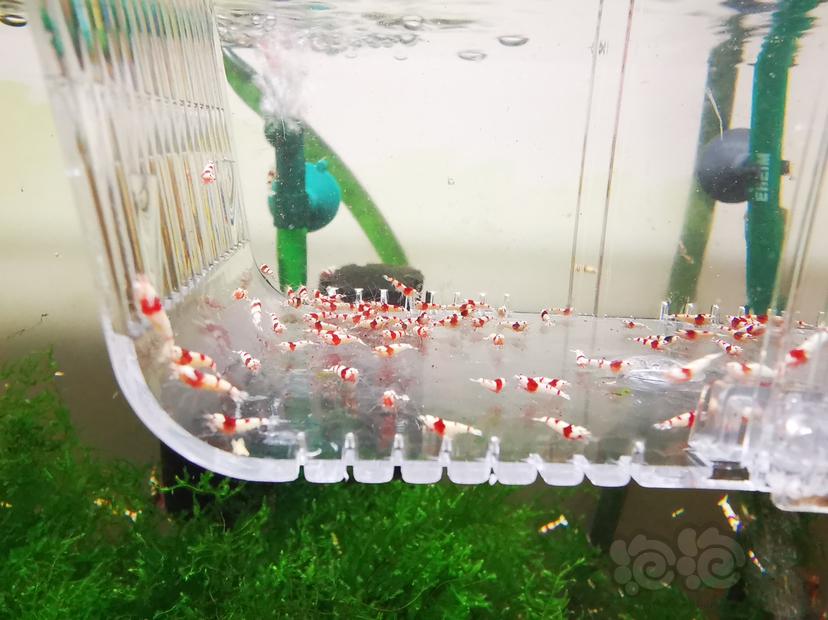 【虾】2023-04-26#RMB拍卖红白幼虾一组100只-图5