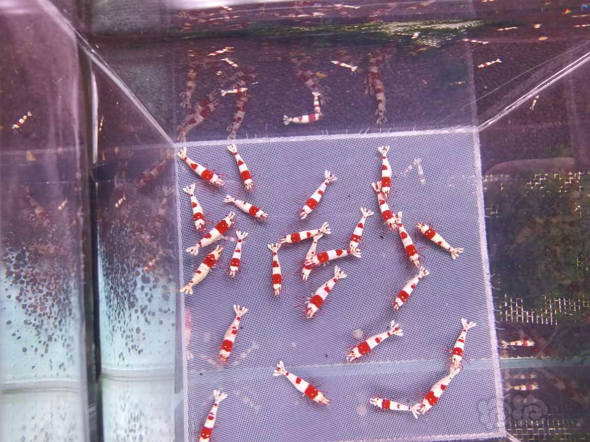 【虾】2023－04－06＃RMB拍卖红白水晶虾110只-图6