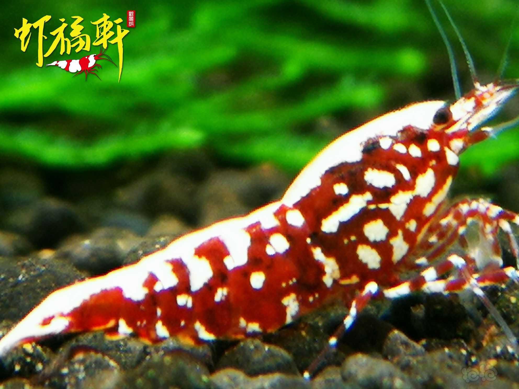 【虾】2023-04-23#RMB拍卖#深红银河雪花2只-图2