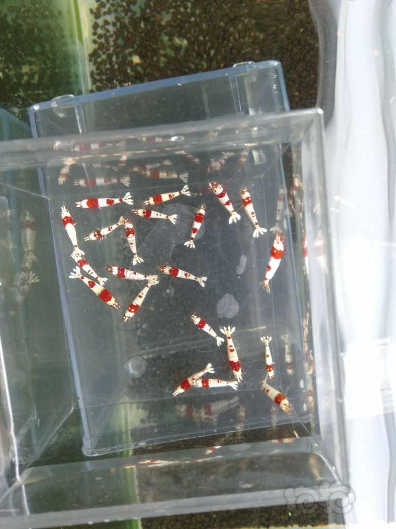 【虾】2023-04-30#RMB拍卖红白水晶20只-图2