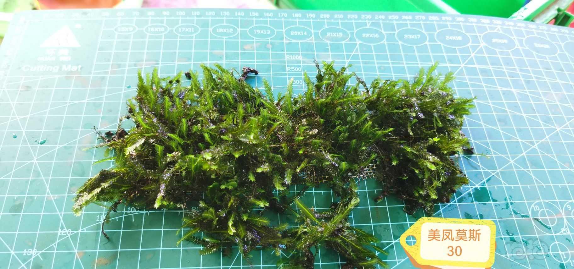 【出售】矮黑木蕨，细叶铁，美凤莫斯，珊瑚莫斯-图3