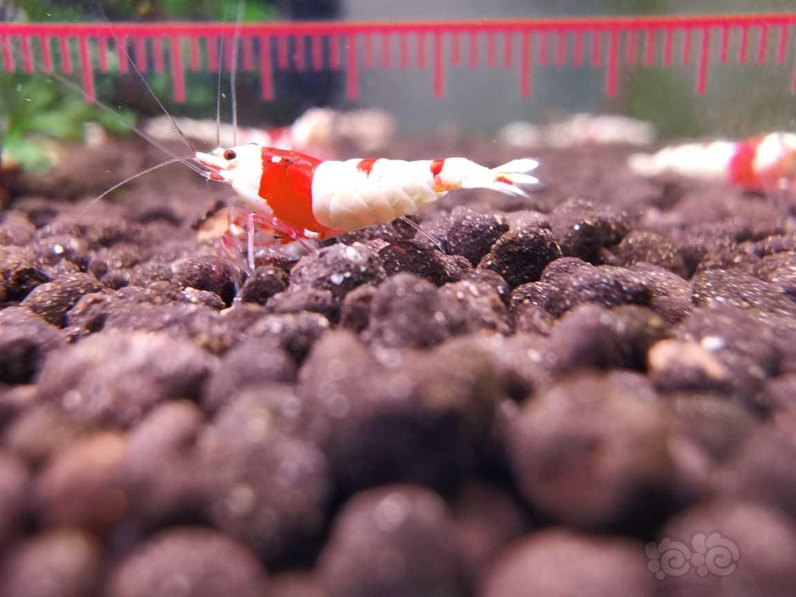 【水晶虾】长春出系统红白小虾-图2