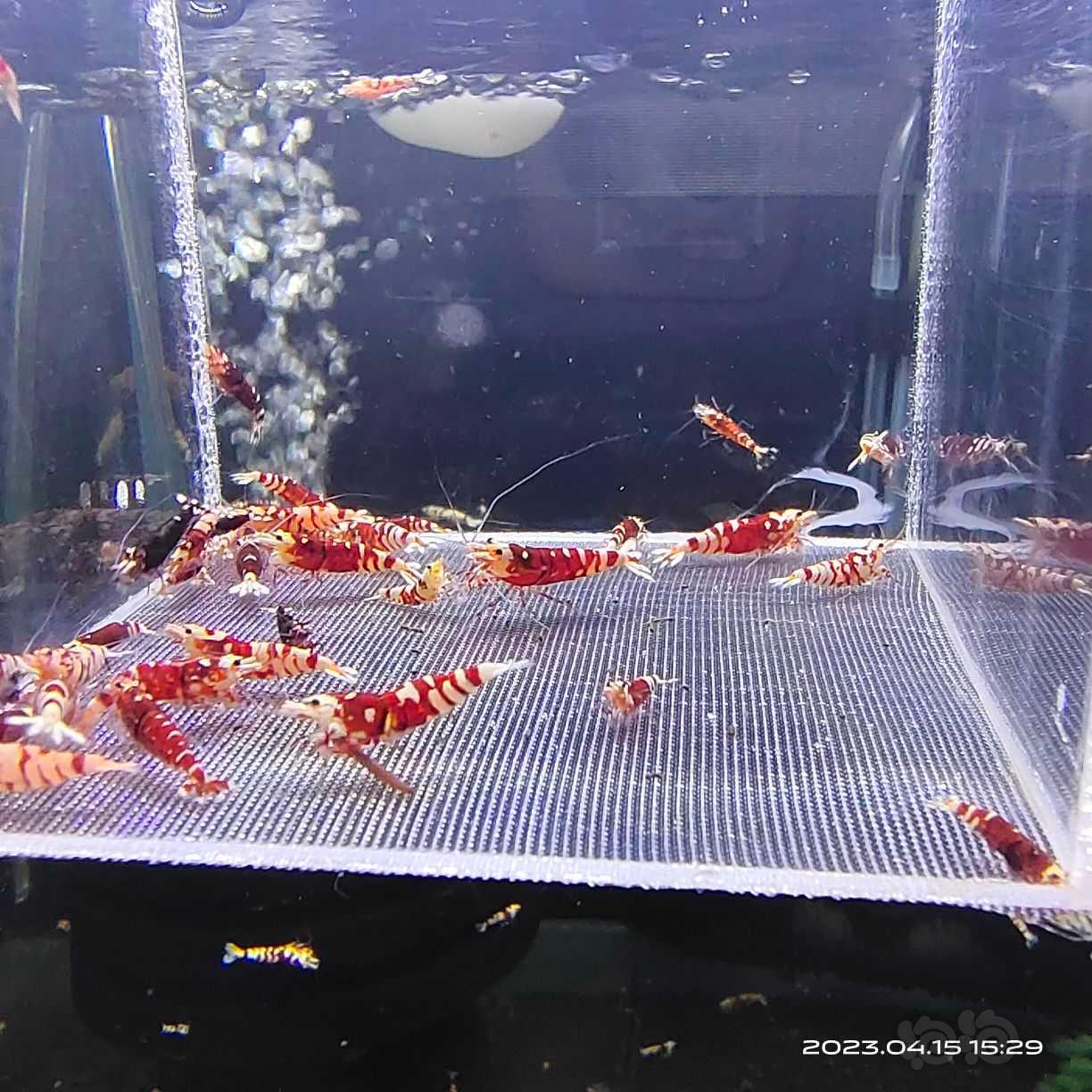 【水晶虾】出淘汰红花虎，大小总计30只左右-图2