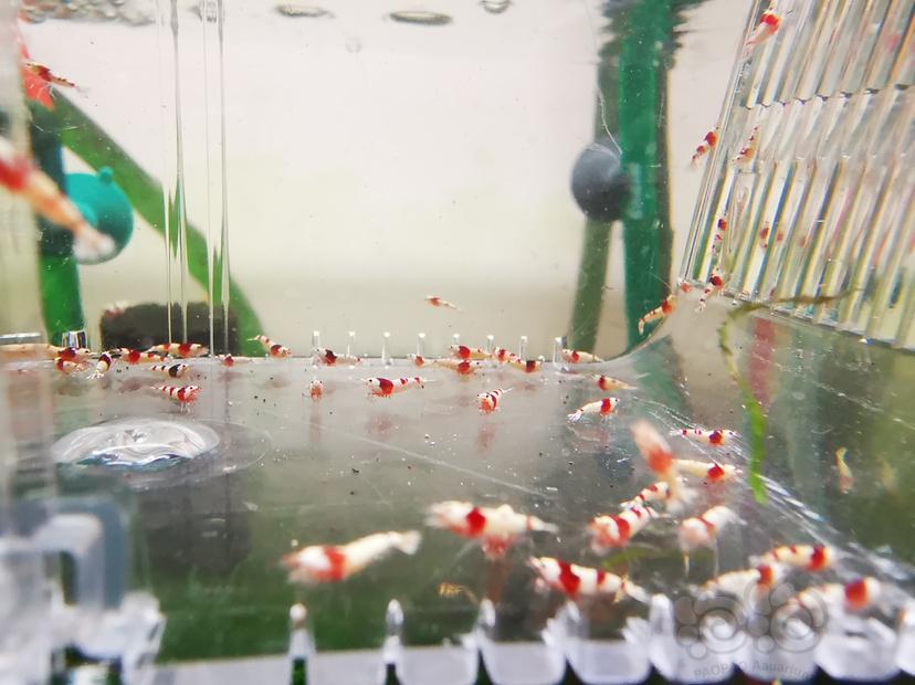 【虾】2023-04-26#RMB拍卖红白幼虾一组100只-图3