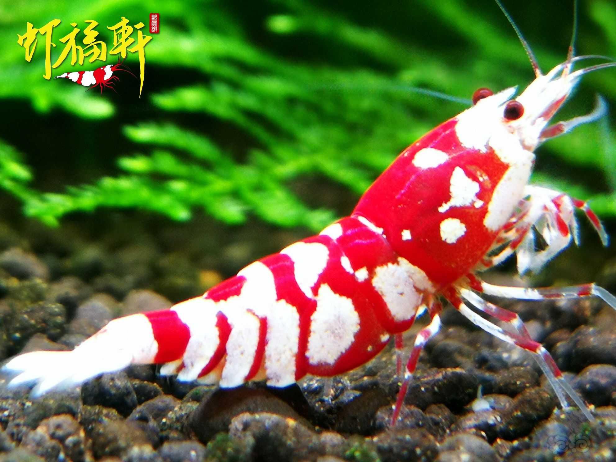 【虾】2023-04-20#RMB拍卖#优质红花虎2只-图1