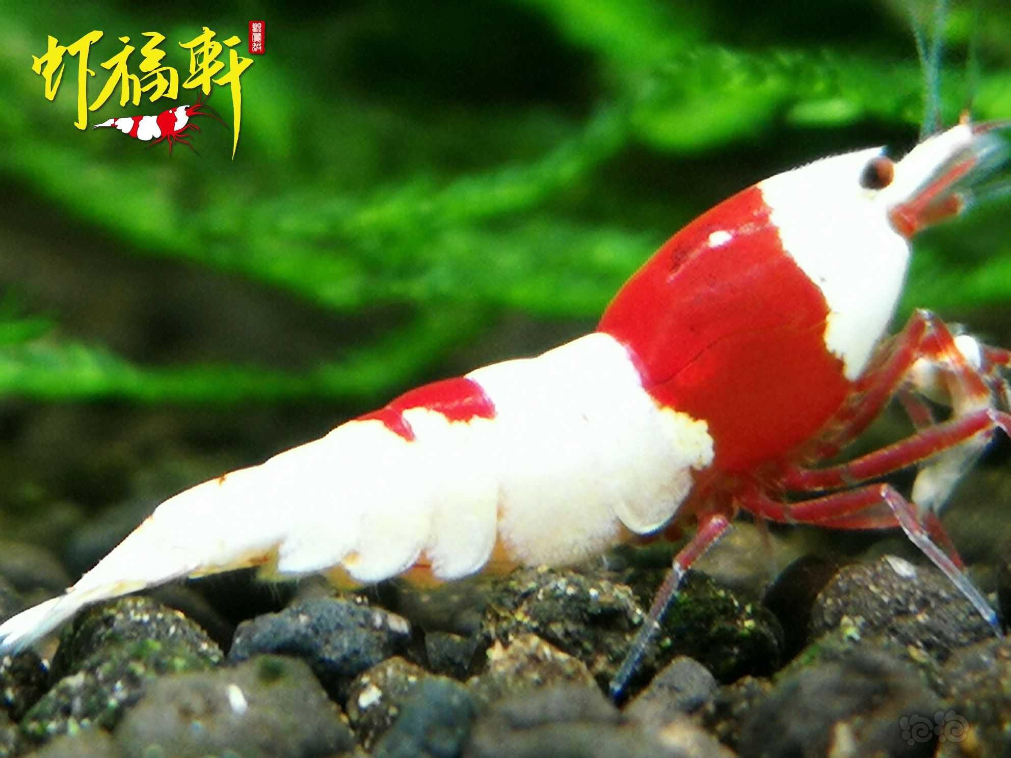 【虾】2023-04-20#RMB拍卖#红白丸禁小亚成8只-图5