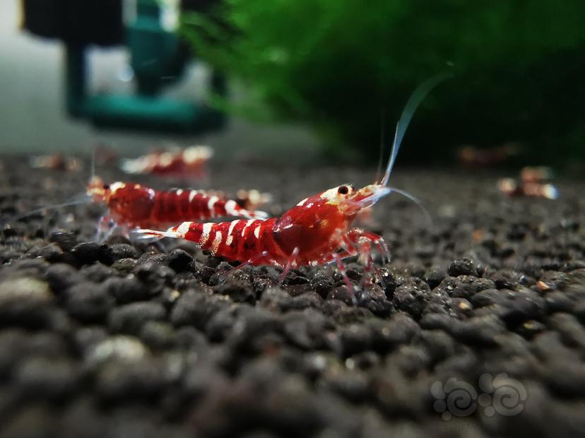【虾】2023-04-05#RMB拍卖金属红幼虾一组6只-图2